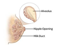 An image of a breast from the side showing the nipple opening, milk duct and alveolus.